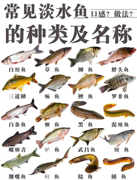 養淡水魚種類|養淡水魚的看過來，這十個淡水魚品種養殖效益高，致。